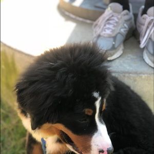 Meet your Posher, Ady